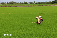 Can Tho to host second Viet Nam International Rice Festival